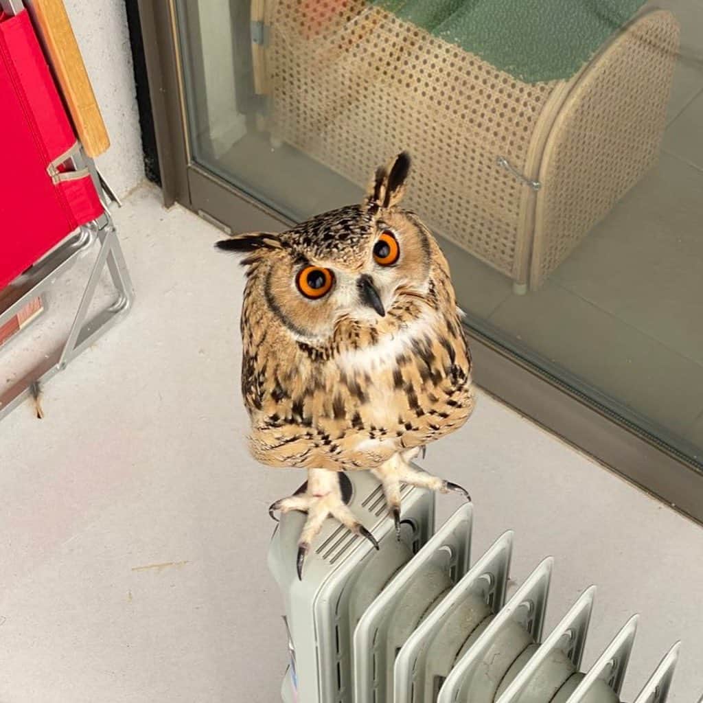 GEN3 Owlのインスタグラム：「お部屋をプチ改装中🧹 I'm cleaning the room. #owl #owlgaru」