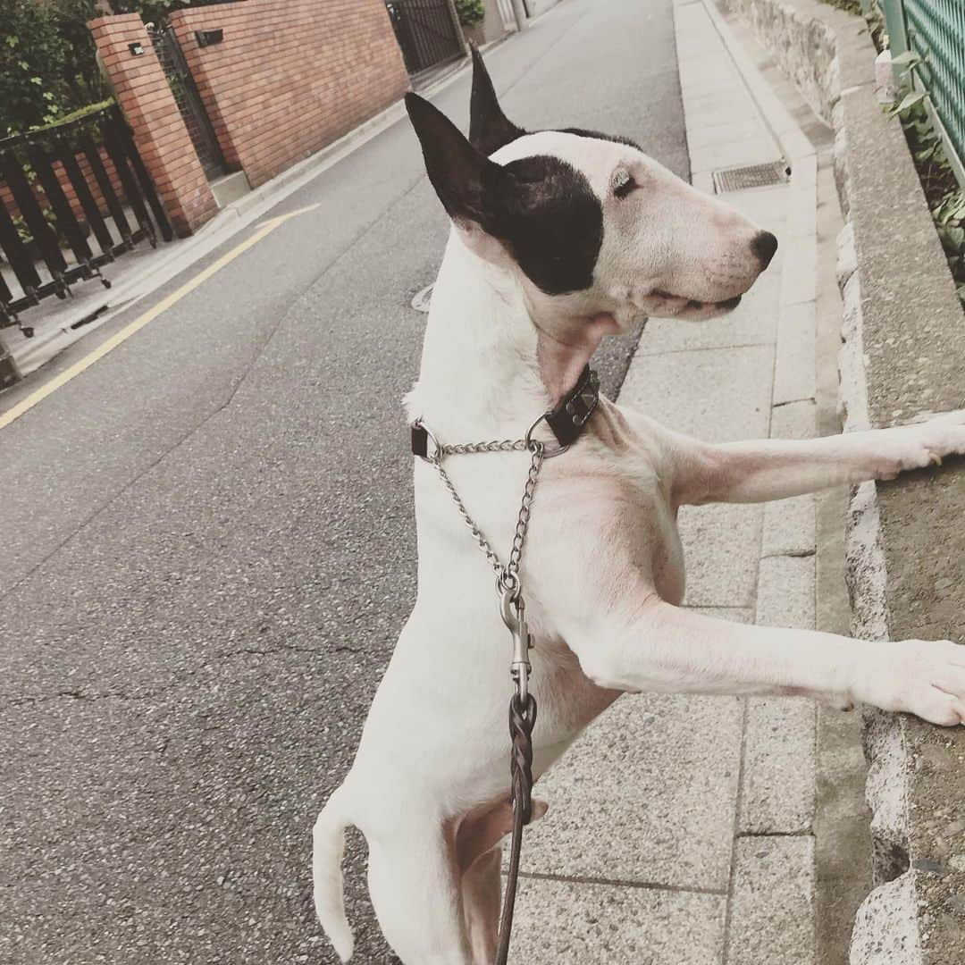 Q太郎さんのインスタグラム写真 - (Q太郎Instagram)「#minituru#bull#terrier#minibullterrier#miniturubullterrier#dog#dogstagram#cute#qtaro#love#family#ミニチュア#ブルテリア#ミニチュアブルテリア#Q太郎#木崎中学校#久々の#球技#一緒に#遊びたい」7月11日 16時54分 - qtaro.jun