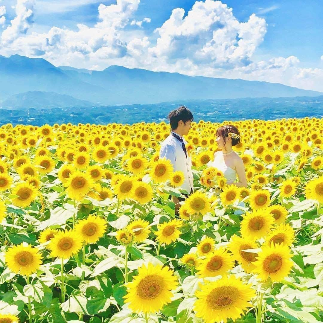 プレ花嫁の結婚式準備サイト farny 【ファーニー】さんのインスタグラム写真 - (プレ花嫁の結婚式準備サイト farny 【ファーニー】Instagram)「@farny_weddingをフォローして #プラコレ #farnyレポ を付けて投稿してくださいね♥ . :-: :-: :-: :-: :-: :-: :-: :-: :-: 本日紹介したいウェディングフォトは・・・ @ozbridal_official さん♡ . 満開のひまわり畑、 透き通った青空の下で..♡  夏でしか残せない ウェディングフォトを "カタチ"に残しませんか？  最高のお写真映えを期待できますね* ====================== 🌻:#明野ひまわり畑 ======================= . \\花嫁ライター募集中// @farny_wedding の DMより”Farny 花嫁ライター希望”とお送りくださいね◎ 担当者から折り返しご連絡さしあげます⁂ . \\花嫁アプリ // プロのアドバイザーに結婚式の相談を何度でも♡ ウェディングドレスの記事や、 自分のウェディングレポを残せちゃう♡” . ＞＞＞TOPのURLからcheck ⋈ @placolewedding ＞＞＞結婚のご相談は プラコレウェディングアドバイザーへ♡ @wedding_adviser ＞＞＞ウェディングレポを残したいなら、 farny by プラコレをcheck ✎ @farny_wedding ＞＞＞ウェディングアイテム＆DIYは farnyアイテムをcheck ❁ @farny_wd.item . ┈┈┈┈┈┈┈┈┈┈┈┈┈┈┈┈┈┈┈ #プレ花嫁 #卒花嫁 #結婚準備 #結婚式 #結婚式場 #当日レポ #撮影指示書 #weddingtbt #ウェディングドレス #運命の一着 #ウェディングフォト #ブライダルフェア #卒花しました #farnyレポ #前撮り  #2020夏婚 #2020春婚 #2020秋婚 #2020冬婚 #挙式 #令和花嫁 #全国のプレ花嫁さんと繋がりたい #ozbridal #オズブライダル #山梨ウェディング #ひまわり畑 #ひまわりフォト」7月11日 17時07分 - farny_wedding