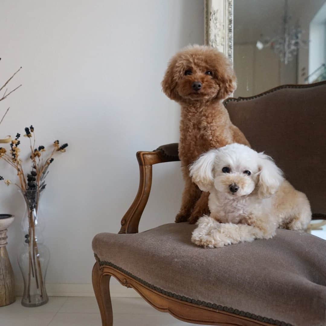のインスタグラム：「無事にミルキー🐩見つかりました🙏✨✨ご心配おかけしてしまい、本当に申し訳ございません😭🙏 ： お兄ちゃんが学校に行く際に、戸を閉めずに行ってしまったようで、その隙にミルキーが外に出てしまったようです。 親切な方が家で保護してくださり、ビラまで作って家の前に貼り出してくれてました。 ： いなくなったって気づいて、私がパニックになってたら、お隣さんや幼稚園からのママ友　@capryu さん、そしていつもラテミルを可愛がってくれてる　@chucorobo ちゃん家族が駆けつけてくれて😭的確なアドバイスまでしてくれて。同じ小学生のママたちの中には自転車で迷子犬探していますという紙まで貼って、パトロールしてくれたり。 仲良しのお友達や、知らない方までもがインスタで拡散して探してくれたり。 もうみんなの優しさに大泣きした１日でした。私も何かあったら時には全力でお返しします。ありがとう！ありがとう！😭😭😭」