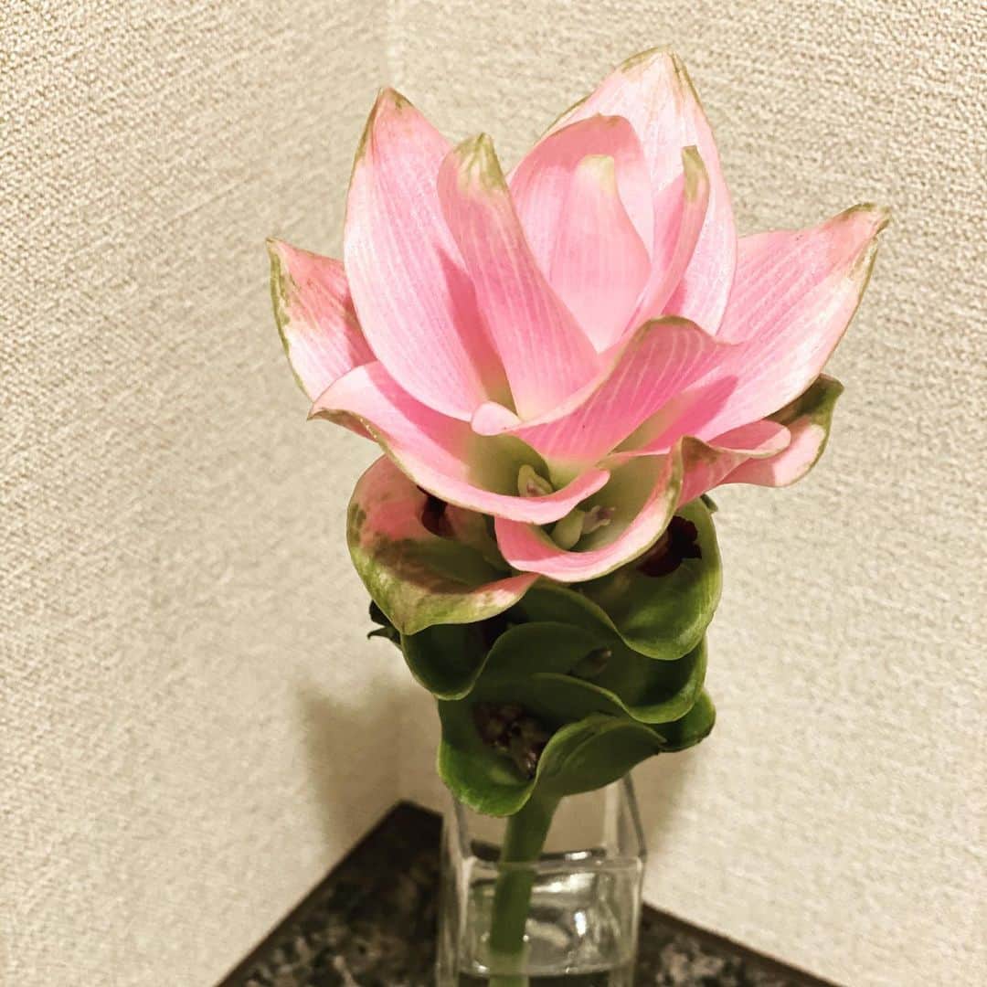 濱口優さんのインスタグラム写真 - (濱口優Instagram)「「ピンクのお花🌸なんてお花？」 「忘れちゃった」」7月11日 17時43分 - hamaguchi_masaru