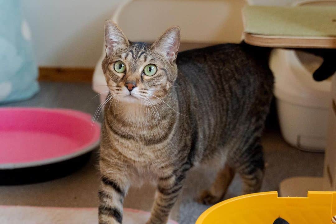 マアルのインスタグラム：「キキさん #🐈 #北海道 #旭川市 #ペットホテル」