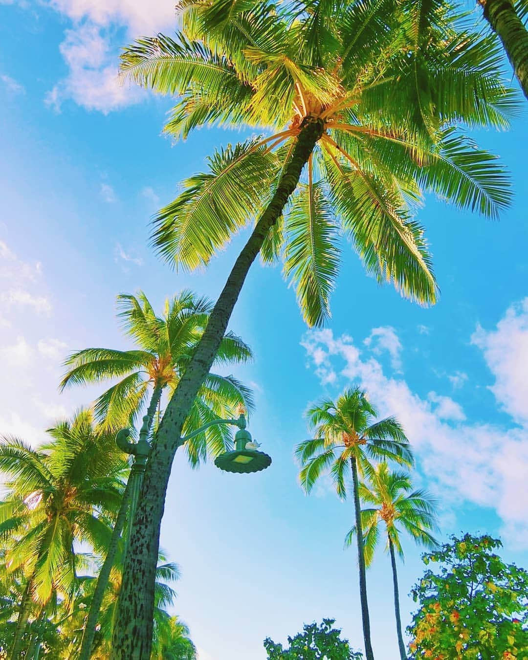 天霧真世さんのインスタグラム写真 - (天霧真世Instagram)「· Palm trees and blue sky🌴☀ · 見上げると見えるハワイの大好きな景色😊✨ また行ける日が来たら… リモートでオンラインレッスンがやりたいという新たな夢ができました☺🌈 · · 🔍Beach Walk, Honolulu, HI 96815  · · #laterpost #hawaii#oahu#waikiki #palmtrees#sky #letsmakeadreamcometrue #🌴 · 🌈@mayomayo.com_ 💎@mayosacise.official ✏@mayo_paint · ·」7月11日 18時11分 - mayomayo.com_