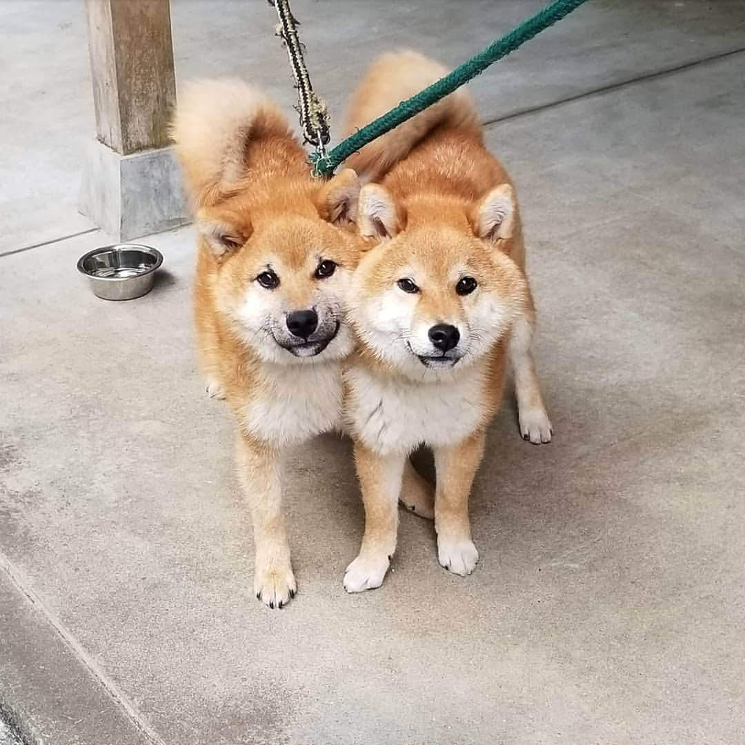 柴犬たま Shibainu Tamaのインスタグラム