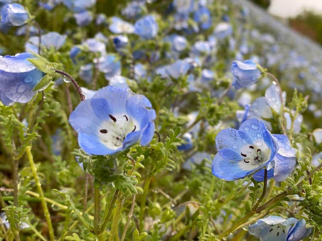 高橋胡桃さんのインスタグラム写真 - (高橋胡桃Instagram)「.#🌼  #flowers #花」7月11日 18時25分 - kurumi_takahashi_