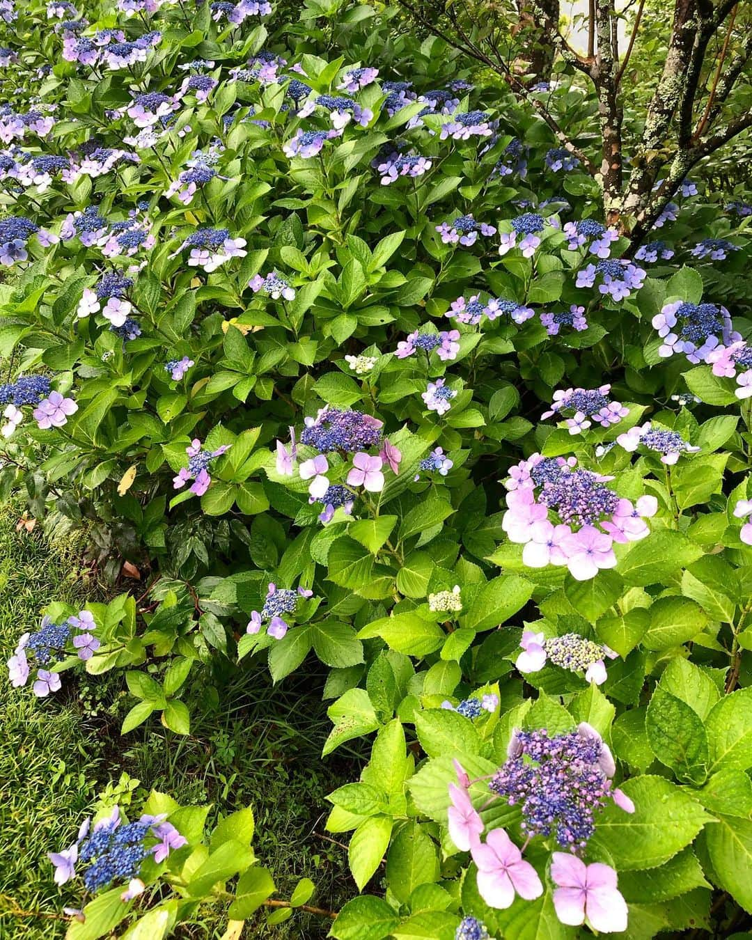 吉原珠央さんのインスタグラム写真 - (吉原珠央Instagram)「紫陽花♫ 雨や曇り空の中でもやさしく華やぐ存在感。いつも晴れてなくていいのさ！とばかりの安定感😊 人にもお天気のように色々ありますから、雨は恵みで曇りは休む時と思えたらいいのかも。  #紫陽花 #曇り #雨 #人生色々 #土曜日 #リラックス」7月11日 18時34分 - tamaoyoshihara