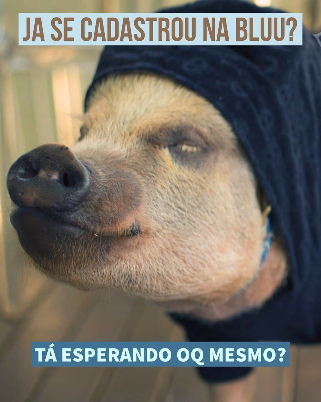Jamonのインスタグラム：「Na segunda-feira fizemos uma live super divertida com nosso parceiro @bluuapp (está salva no IGTV se quiser ver) e fiquei de falar onde fazer o pré-cadastro e ter diversos benefícios por fazer antes do app ser lançado. Ta esperando oq? No nosso stories você consegue ir direto pro site e se cadastrar. Uma revolução na comunidade pet? É sim senhor! Espero vocês lá!  Querem mais lives? Kkk   #embaixadorbluu #bluuapp #jamonthepig #pig #pets #petcommunity」