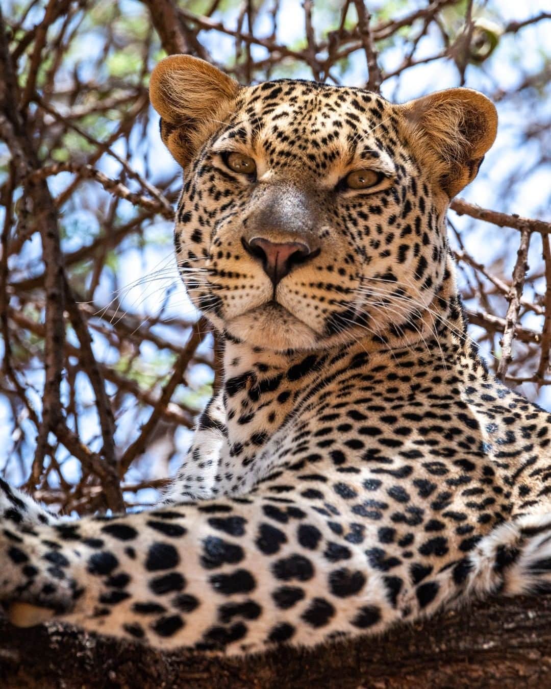 National Geographic Travelさんのインスタグラム写真 - (National Geographic TravelInstagram)「Photo by Pete McBride @pedromcbride  A leopard keeps a watchful eye on the Samburu National Reserve in northern Kenya. These agile big cats have incredible eyesight that allows them to hunt at night, and their spotted coats help them blend in with the tree branches where they love to lounge. For more wildlife around the world, follow @pedromcbride. #leopard #kenya #wildlife #nature」7月12日 5時05分 - natgeotravel