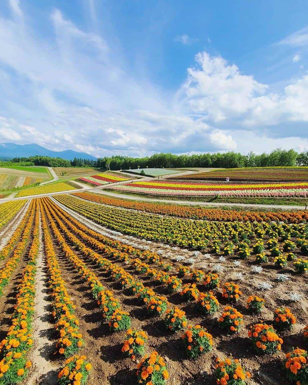 masayaさんのインスタグラム写真 - (masayaInstagram)「Biei Shikisanooka Hokkaido 美瑛 四季彩の丘 #GalaxyS20Plus #TeamGalaxy #withGalaxy　#GalaxyBudsPlus　#ambassador　@galaxymobilejp」7月11日 20時26分 - moonlightice