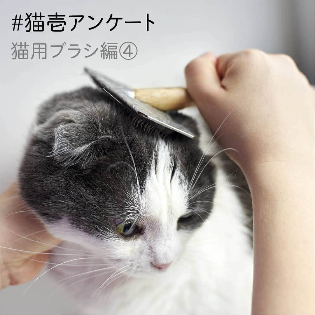 猫壱（ねこいち•ネコイチ）さんのインスタグラム写真 - (猫壱（ねこいち•ネコイチ）Instagram)「▫ 【教えて！#.猫壱アンケート ✨】 ▫ ▫ 猫用ブラシについていくつか質問させてください👍✨アンケート4回目😺 今回がブラシアンケートの最終回です💨 ▫ ▫ どんなタイプのブラシが持ちやすいですか？？ 今まで使ってきたブラシの中で一番持ちやすかったブラシの形状を教えてください✨ ▫ ▫ 最終回なのでたくさんの方にブラシ事情を教えていただければ嬉しいです❤ よろしくお願いいたします！ ▫ ▫ :::::::::#猫壱 ::::::: 猫壱は猫と人との暮らしの向上を目指して猫グッズの開発に取り組んでいます♪ 気になる方は @necoichicojp をチェックしてみてくださいね！ ▫ #猫すきな人と繋がりたい #猫のいる幸せ #ねこ #ネコ #猫好き #ねこらぶ #猫#ペット  #necoichi #cat #kitty  #kitten #pet」7月11日 20時43分 - necoichicojp