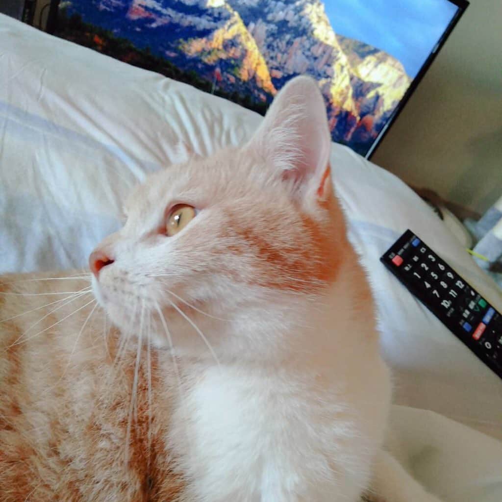 友利愛美さんのインスタグラム写真 - (友利愛美Instagram)「笑ちゃんは優しい色してはる。 わたしも今日は優しい色の服着ました！ . . #淡い #カフェオレ色 #ミルクティー色 #ねこ#cat#selfie」7月11日 21時02分 - aimitomori