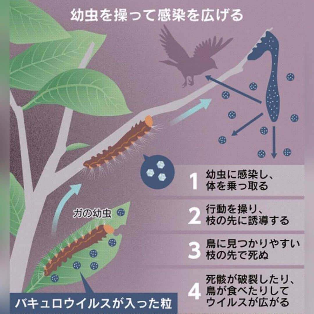 日本経済新聞社さんのインスタグラム写真 - (日本経済新聞社Instagram)「ウイルスの底知れぬ怖さ　驚異の生存戦略に迫れ #驚異のウイルスたち . 地球上には、おびただしい数のウイルスがいます。繁栄の陰には巧妙な生存戦略があります。小さな体のどこから「賢さ」が生まれるのか。ウイルスとは何か。謎に満ちた驚異の実像に迫ります。 . プロフィールのURLから日経電子版ページへ→「驚異のウイルスたち」で検索してご覧になれます。」7月11日 21時04分 - nikkei