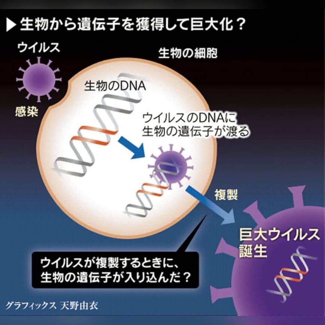 日本経済新聞社さんのインスタグラム写真 - (日本経済新聞社Instagram)「巨大ウイルス出現、揺らぐ常識　新生命体へ進化？ #驚異のウイルスたち . ウイルスは小さくて単純――。こんなウイルスの定義が揺らいでいます。21世紀に入り、ケタ違いに大きく複雑な構造を持つ「巨大ウイルス」が相次ぎ見つかったためです。巨大ウイルスが進化すれば、やがて想像を超えた生命体が誕生するとの見方も出ています。 . プロフィールのURLから日経電子版ページへ→「驚異のウイルスたち」で検索してご覧になれます。」7月11日 21時10分 - nikkei