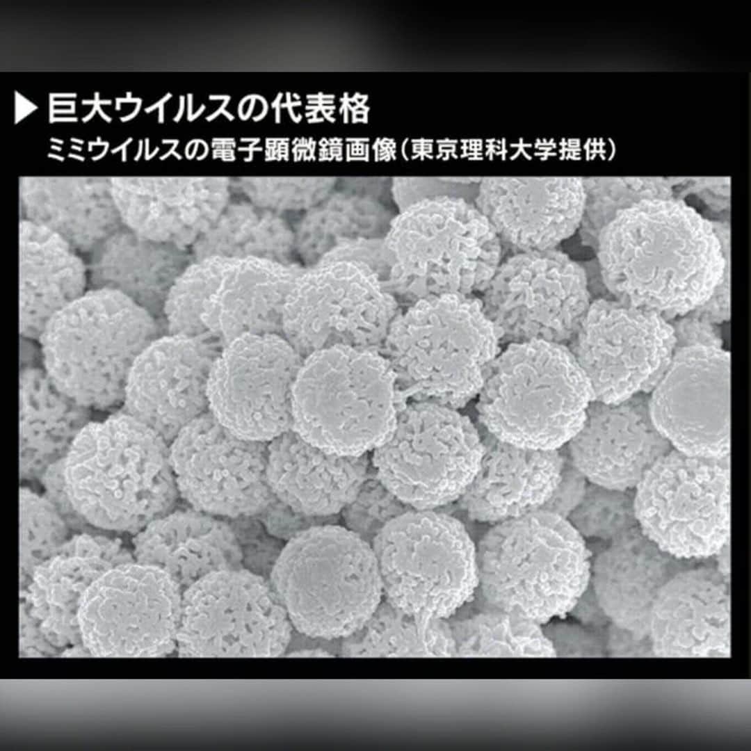 日本経済新聞社さんのインスタグラム写真 - (日本経済新聞社Instagram)「巨大ウイルス出現、揺らぐ常識　新生命体へ進化？ #驚異のウイルスたち . ウイルスは小さくて単純――。こんなウイルスの定義が揺らいでいます。21世紀に入り、ケタ違いに大きく複雑な構造を持つ「巨大ウイルス」が相次ぎ見つかったためです。巨大ウイルスが進化すれば、やがて想像を超えた生命体が誕生するとの見方も出ています。 . プロフィールのURLから日経電子版ページへ→「驚異のウイルスたち」で検索してご覧になれます。」7月11日 21時10分 - nikkei