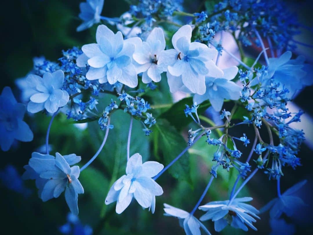 松本紗依のインスタグラム：「☔ * 何か物言いたげな切な儚いお花に見えますね * #紫陽花 #ヤマアジサイ #梅雨 #カメラ」