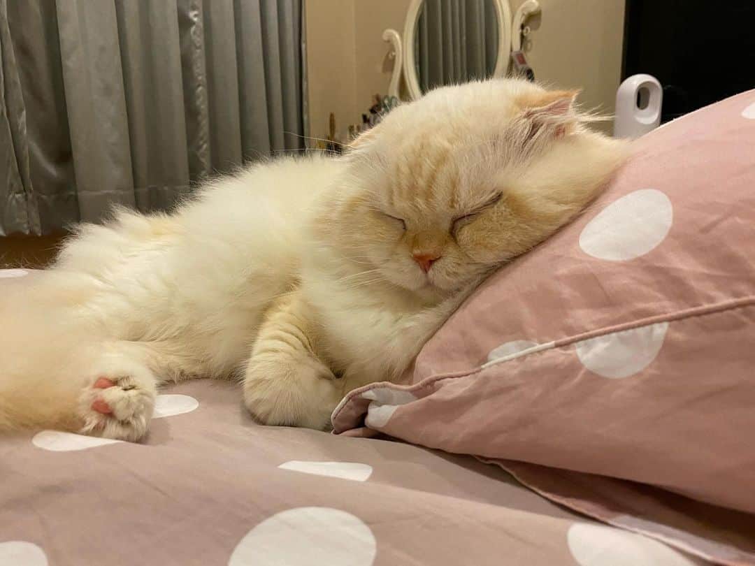 のインスタグラム：「Nite nite #gentleharper」