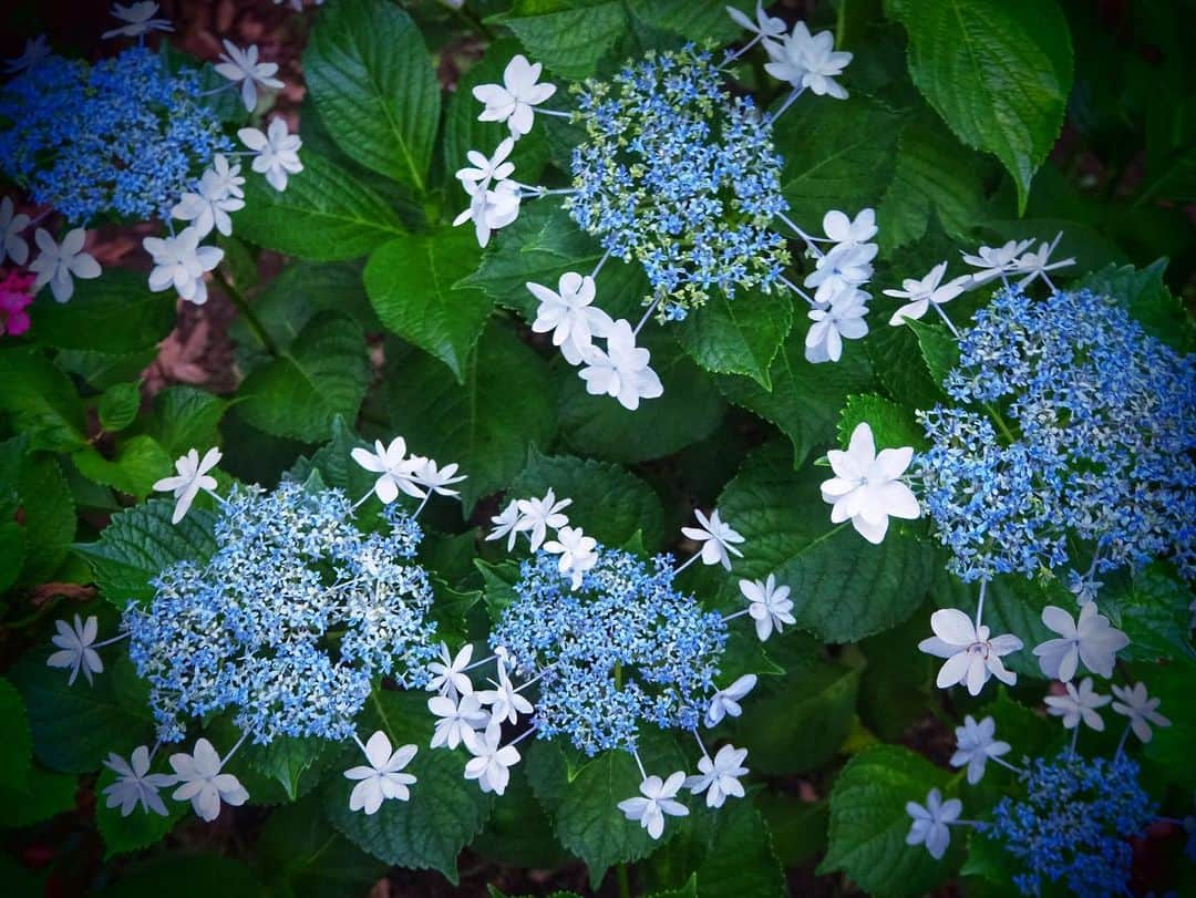 松本紗依さんのインスタグラム写真 - (松本紗依Instagram)「☔ * 初めて知った、これも紫陽花 * #紫陽花 #梅雨 #カメラ」7月11日 21時21分 - sayo_rinrin