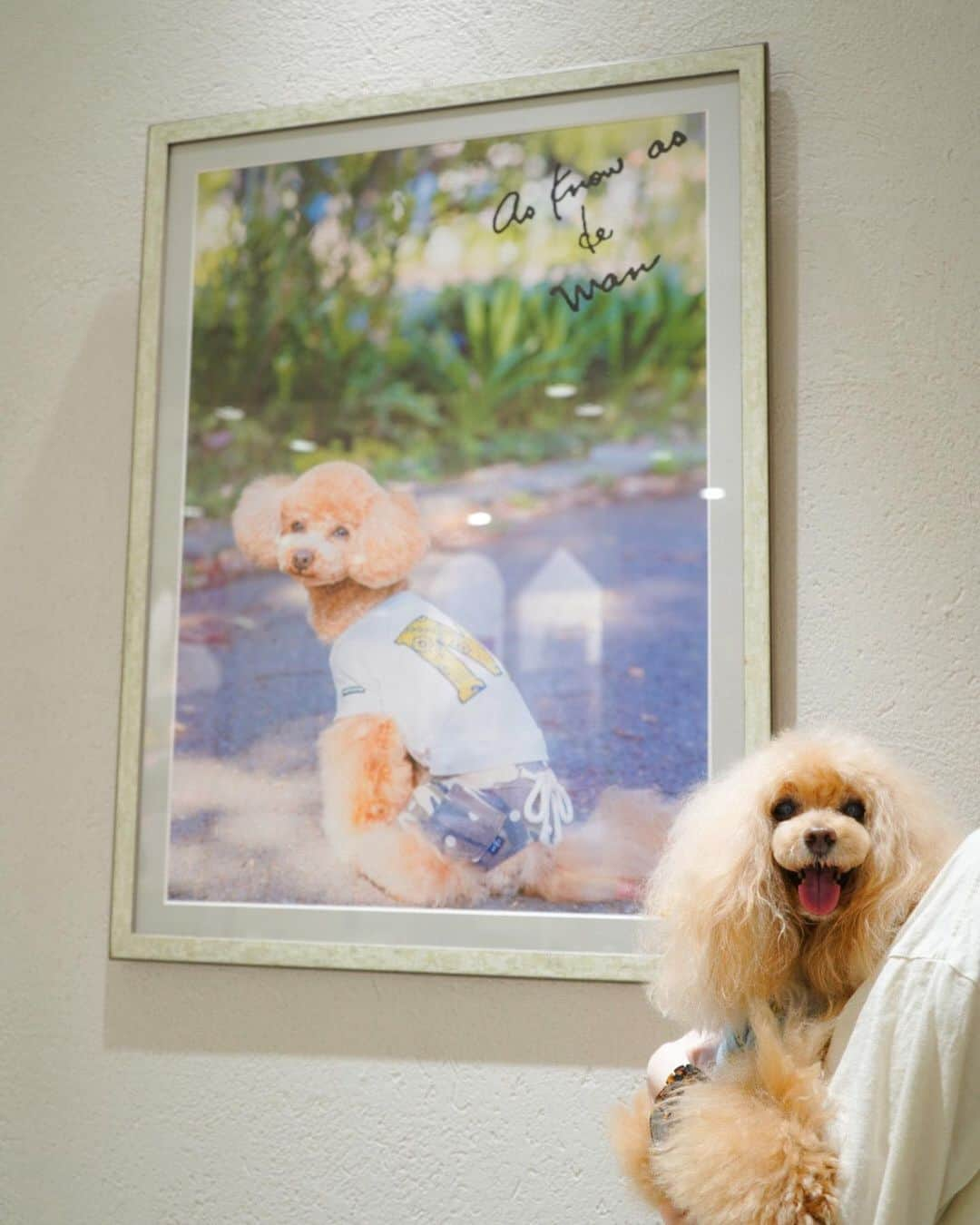 Toypoodle Mikuru?Asakusa Tokyoさんのインスタグラム写真 - (Toypoodle Mikuru?Asakusa TokyoInstagram)「20200711 Saturday. In マロニエゲート銀座as know as de wan . トリミングの帰りにレイちゃんと銀座で待ち合わせしてお買物しました😄 , ❶ Nクール de バナナT🍌  みきゅるんはBlueをchoice💓  お友達とバナナ隊🍌してきますよ😆 ❷ レイちゃんと💕 ❸ Hamくんポスターと😄 ❹ もみちゃんポスターと💘 ❺ てんちょー😆 ❻ ごきげんみっきゅん😃 . レイちゃんとasさんへ行くのは久々💓 2人ともスタッフさんにオニク頂いてご機嫌でした😆 . この後は飼主がご機嫌になる為 八丁堀へと酒🍶を求めに行きました💘 . 続く🔜 . #asknowasdewanマロニエゲート #第17期ppモデル #第17期ppgirl @asknowas_dewan_official @asknowasdewan_marronniergate」7月11日 21時26分 - purapura299