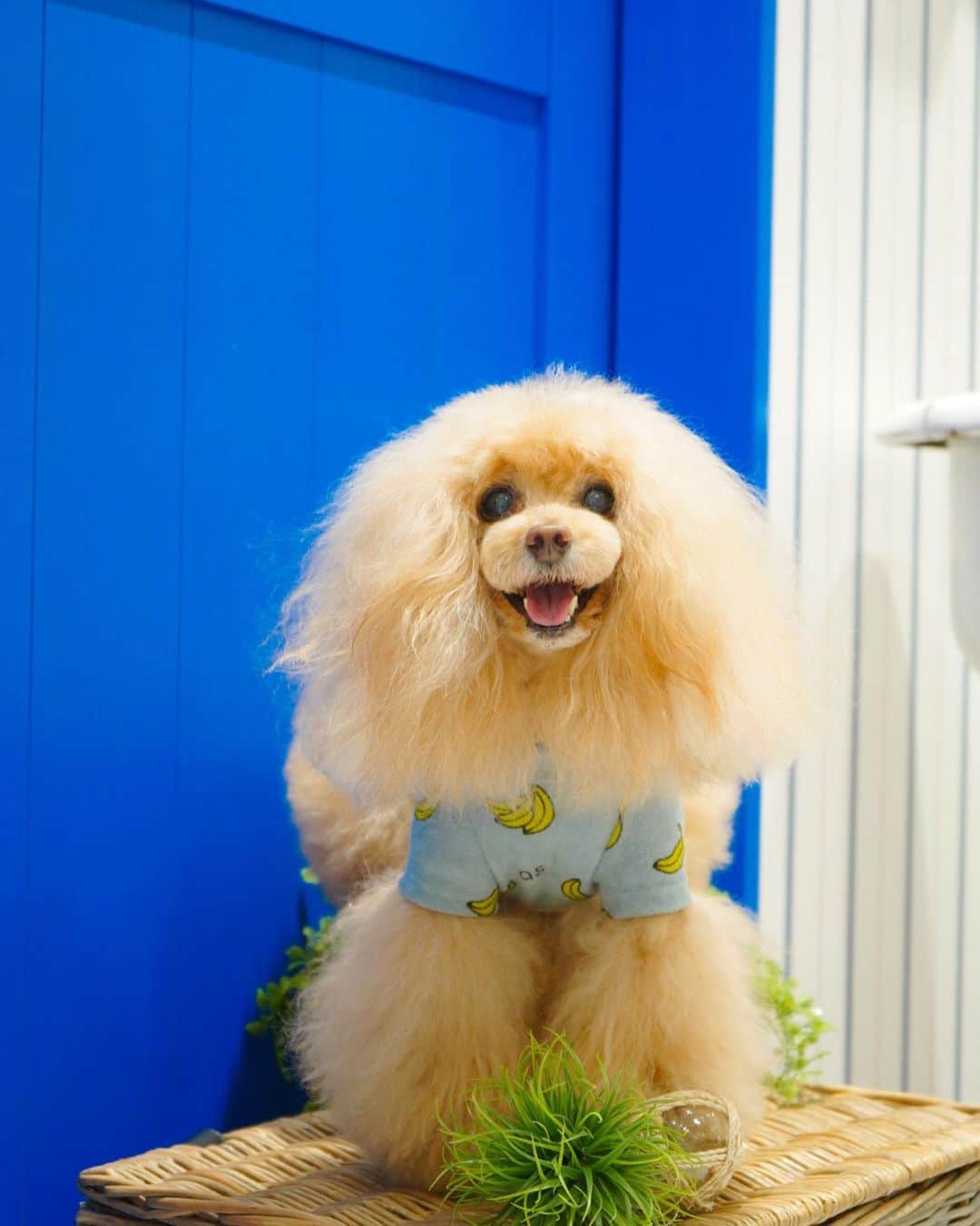 Toypoodle Mikuru?Asakusa Tokyoのインスタグラム：「20200711 Saturday. In マロニエゲート銀座as know as de wan . トリミングの帰りにレイちゃんと銀座で待ち合わせしてお買物しました😄 , ❶ Nクール de バナナT🍌  みきゅるんはBlueをchoice💓  お友達とバナナ隊🍌してきますよ😆 ❷ レイちゃんと💕 ❸ Hamくんポスターと😄 ❹ もみちゃんポスターと💘 ❺ てんちょー😆 ❻ ごきげんみっきゅん😃 . レイちゃんとasさんへ行くのは久々💓 2人ともスタッフさんにオニク頂いてご機嫌でした😆 . この後は飼主がご機嫌になる為 八丁堀へと酒🍶を求めに行きました💘 . 続く🔜 . #asknowasdewanマロニエゲート #第17期ppモデル #第17期ppgirl @asknowas_dewan_official @asknowasdewan_marronniergate」
