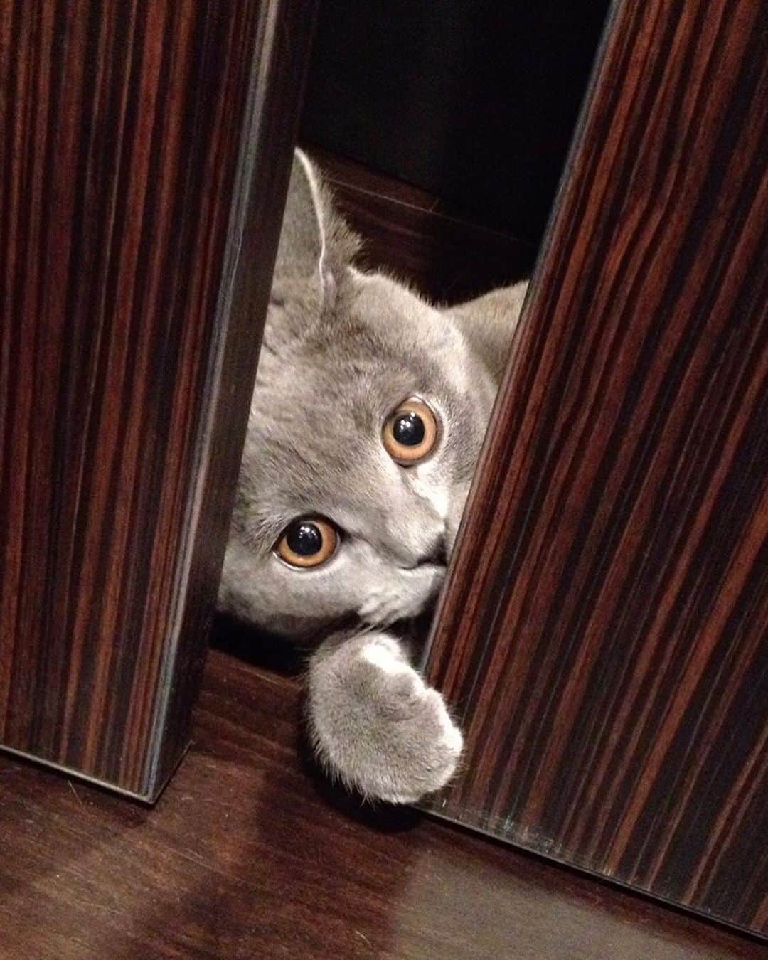飯島颯さんのインスタグラム写真 - (飯島颯Instagram)「我が家に来て 間もない頃のチビクマくん✨  #猫#ネコ#ブリティッシュショートヘア#ブリ商会#ねこ#ねこ部#ふわもこ部#ねこすたぐらむ#にゃんすたぐらむ#猫のいる暮らし」7月11日 21時28分 - hayate_kumakun_official