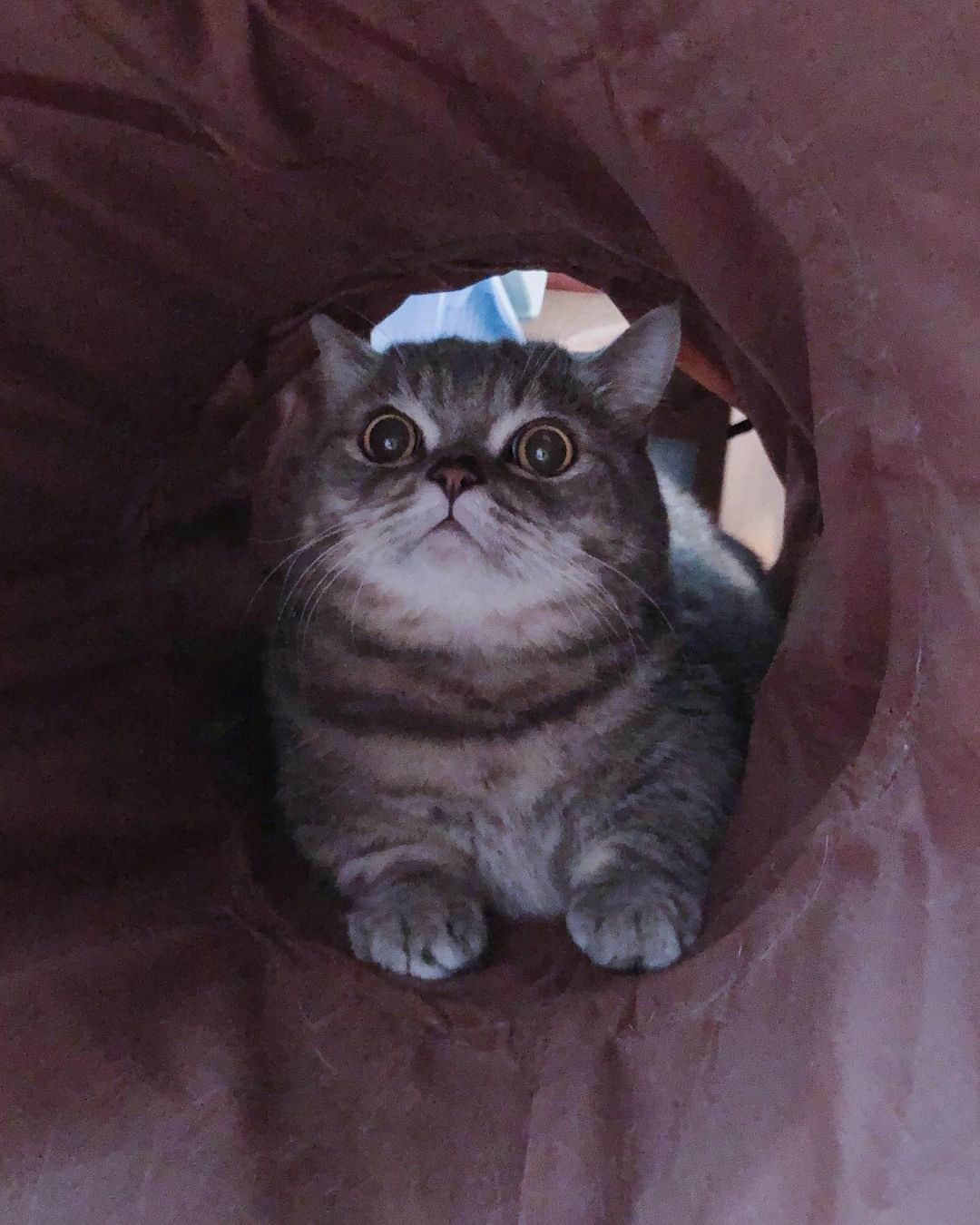 Pancakeのインスタグラム：「OHAI 👋🏻❤️ #cats #catstagram #catsoninstagram #catsofinstagram #sgcats #pets #petlovers #pancake #petstagram  #instagramcats #munchkincats #neko #ねこ #マンチカン」