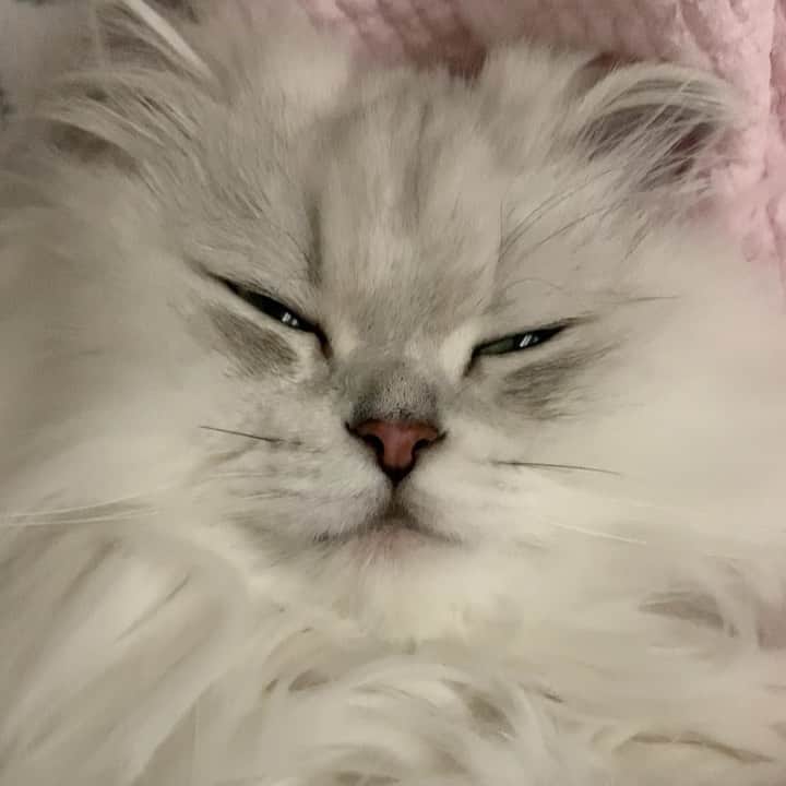 후추네큰언니のインスタグラム：「잘잔다 🥰 . . . . . #후추  #고양이  #냥스타그램 #캣스타그램  #Hoochu #Hoochuthecat #cat #cats #catstagram #catsofinstagram #topcatphoto #bestmeow #ilovecat #cute #fluffy #petstagram #instacats」