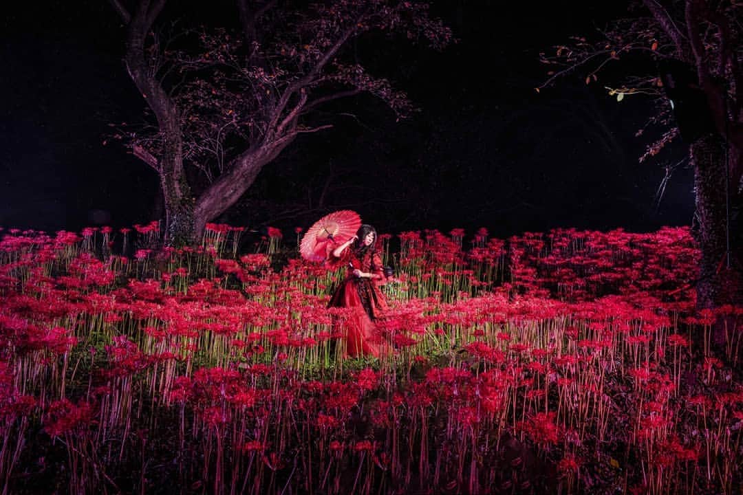 高橋さくらさんのインスタグラム写真 高橋さくらinstagram 紅はわたしを輝かせる 彼岸花 だよ 彼岸花 秋 紅 和洋折衷 ドレス 和服 花畑 カメラマン モデル ポートレート 夜 ストロビスト かずさん写真部 光 Splus Cameraclub 7月11日 22時