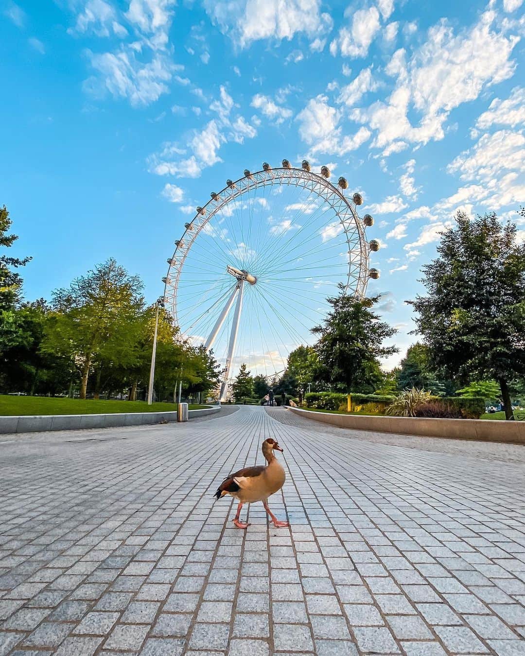 @LONDON | TAG #THISISLONDONさんのインスタグラム写真 - (@LONDON | TAG #THISISLONDONInstagram)「Sunset encounters of the two-legged kind! 🦆 @Alice.Sampo snapped this little cutie last night by the #LondonEye! 🥰 It was pretty much the only sign of life in an otherwise quiet Jubilee Garden! Surreal to be so quiet at 8pm on a Friday night! 😱 ________________________________________  #thisislondon #lovelondon #london #londra #londonlife #londres #uk #visitlondon #british #🇬🇧 #geese #goose #southbank」7月11日 22時09分 - london