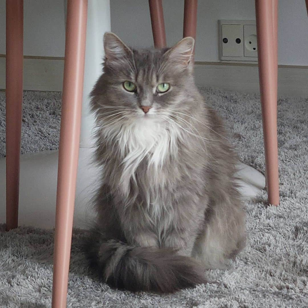 Nila & Miloさんのインスタグラム写真 - (Nila & MiloInstagram)「You win this one, Human. My fur will be practically invisible on this carpet. 😹❤️ #matchymatchy #shedding #siberiancat #carpet #kitty」7月11日 22時12分 - nilamilo