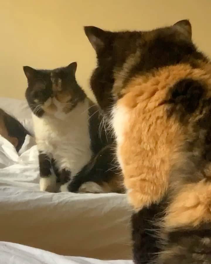 Pudgeのインスタグラム：「Pudge starts her mornings with deep self reflection 🔮」