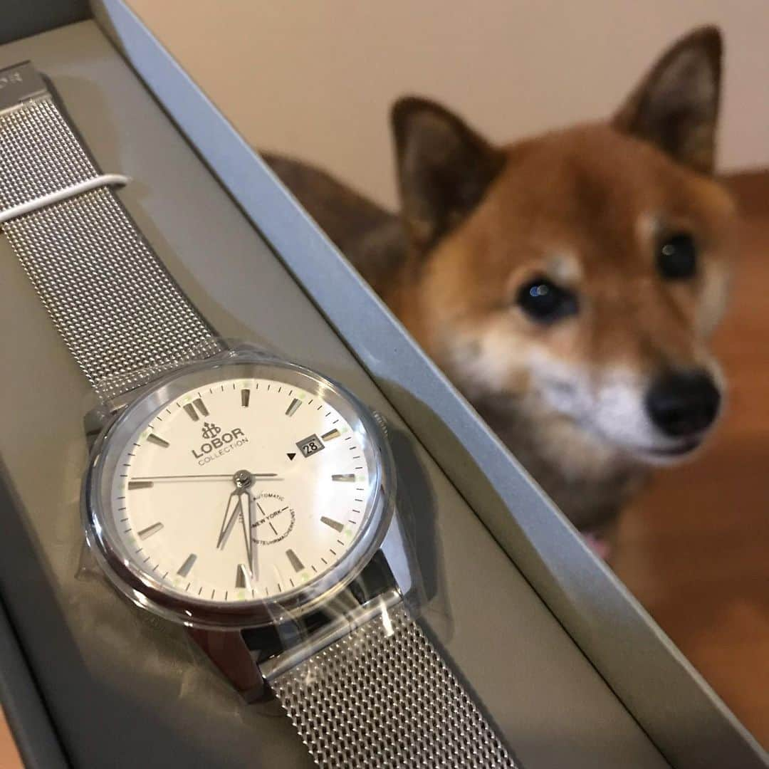 柴犬はなこ Shibainu Hanakoさんのインスタグラム写真 - (柴犬はなこ Shibainu HanakoInstagram)「最近いいことがあんまりなかったけど、久々のオファー🎶でテンションあがった！！😍😍😍 @loborjapan の　#newyorkwooster mesh✨　アナログな雰囲気とスタイリッシュな絶妙なとこついてる！現物を見るまでピンとこなかったけど、これは凄い新しいぞ💕文字盤が大きいから細見えも期待できて一石二鳥！いいわぁ♡オススメです😁  クーポンコード（kikibgg）で10%offです♪使ってね！  #ロバー #時計 #腕時計 #lober #loberjapan」7月11日 22時40分 - kiki_beee