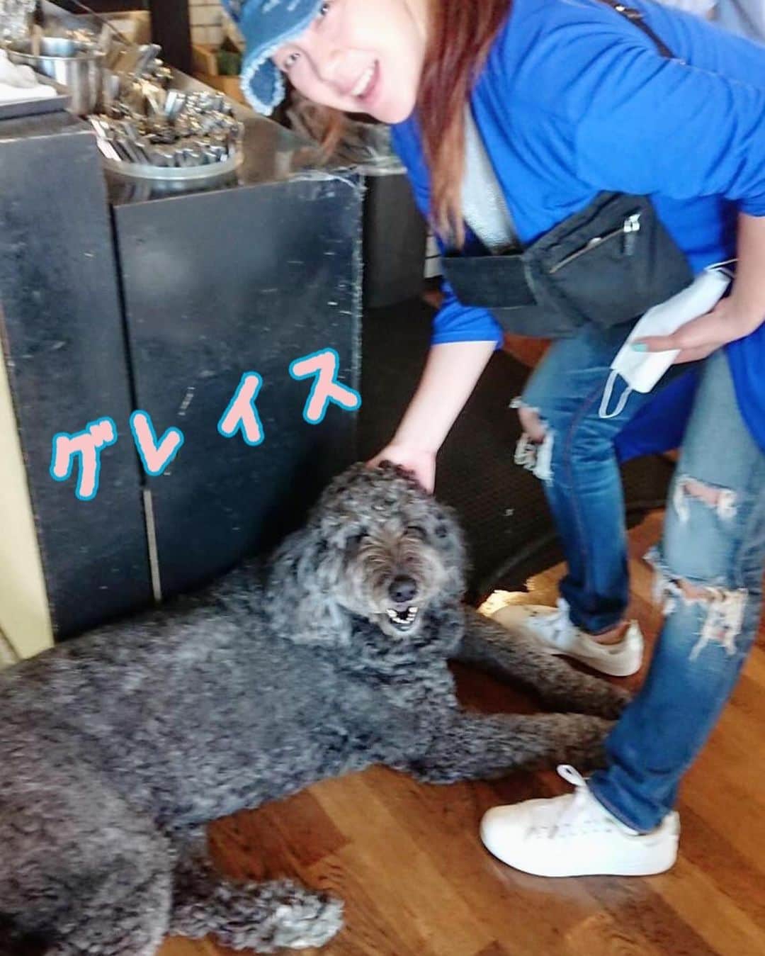 井上貴子のインスタグラム：「ご近所の カザミドリさんでランチ^ ^  カンバンワンちゃんの グレイスとチェスターは スタンダードプードルと ラブラドールのミックスワン。  紅緒と柊音がいると うるさいから寄って来ない（笑）  いないと 凄く懐いてくれてうれしい♡  食べてる時も 足元でべーーったり♡  いやされるわーー^ ^  Happyで^ ^  コロナ禍に携わる 全てのお仕事の皆様。  心から 感謝しています。  九州の 豪雨災害に遭われた皆様 心より お見舞い申し上げます。  #井上貴子  #LLPWX #女子プロレス #紅緒と柊音 #トイプードル #カザミドリ #グレイスとチェスター #Twitterも見てね #感謝 #STOPCOVID19」