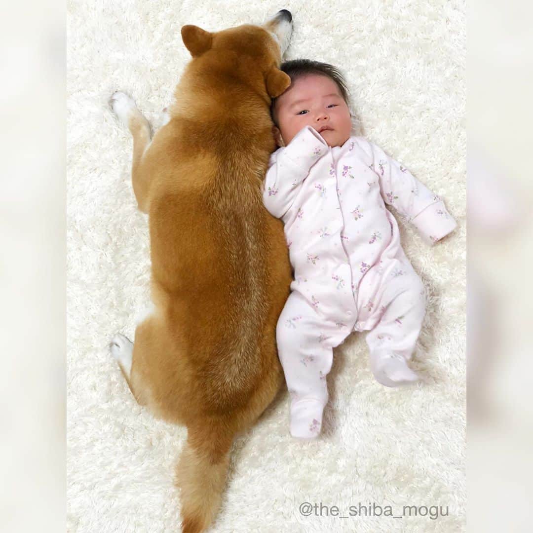 Moguのインスタグラム：「.  前回、数値規制に関して沢山の方が環境省にメールを送ってくださり驚きとともに感謝の気持ちでいっぱいです。 今回の検討会について既にたくさんの情報が出ていますが、急遽もう一度検討会を開き、その後、規制案が審議されるそうです。 たくさんのメールを送っていただき本当にありがとうございました。 今後もよりよい規制案となることを願うばかりです。 . @the_shiba_mogu  #柴犬 #shibainu #shiba#赤柴 #redshiba#犬 #dog#しばいぬ#nannydog#犬と子供#子供と犬#柴犬と子供#柴#赤ちゃんと犬#犬と赤ちゃん#柴犬と赤ちゃん#赤ちゃんと柴犬#柴犬のいる暮らし#子守犬」