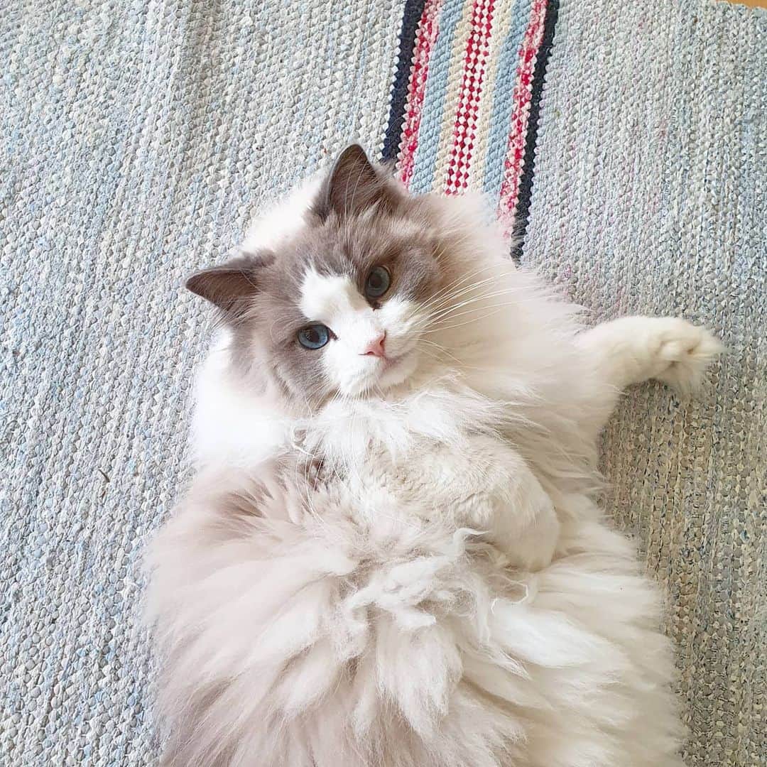 Princess Auroraさんのインスタグラム写真 - (Princess AuroraInstagram)「Some candid #Caturday photos of Aurora for you to enjoy.🥰🐾🐈👑 • • • #catsofinstagram #dailyfluff #weeklyfluff #cutepetclub #meow #kawaii #instacat #meowed #catlife #petstagram #ilovemypet #bestmeow #viral #catlove #neko #purrfect #catsofig #ragdoll #queen #cats_of_instagram #cat #cats #aurorapurr #floof #floofy #fluffycat」7月11日 22時50分 - aurorapurr