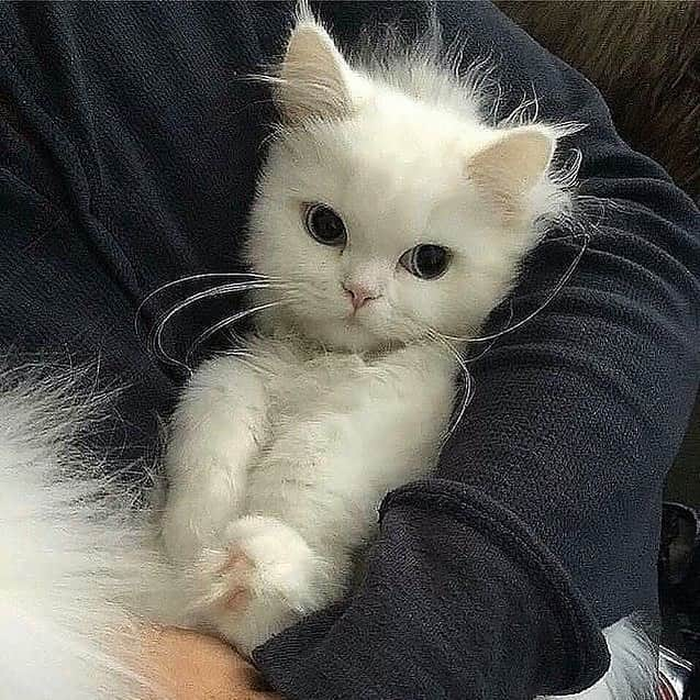 Cute Pets Dogs Catsさんのインスタグラム写真 - (Cute Pets Dogs CatsInstagram)「White kitty with blue eyes! 😍💙 Notification ON 💙  #kittens_of_world and notifications ON to be featured! 😻 #kitty #cats #kitten #kittens #kedi #katze #แมว #猫 #ねこ #ネコ #貓 #고양이 #Кот #котэ #котик #кошка #chat #neko #gato #gatto #meow #kawaii #nature #pet #animal #instacat #instapet #mycat #catlover」7月11日 23時15分 - dailycatclub