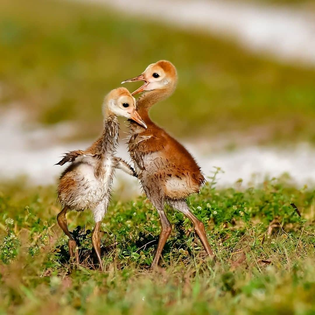 アメリカ内務省さんのインスタグラム写真 - (アメリカ内務省Instagram)「Babies! Arthur R. Marshall Loxahatchee National Wildlife Refuge in #Florida is home to a magnificent array of wildlife, like these adorable baby sandhill cranes. Young sandhill cranes are called colts, and they are one of the 250 species of birds that find a home on this refuge. While photographer Cynthia Condore watched them from afar one sunrise, the colts greeted one another enthusiastically after feeding separately. It was a tender moment that looks like a sweet dance! Photo courtesy Cynthia Condore (@condore7). #USInterior #floridawildlife #sandhillcrane #birdstagram #NationalWildlifeRefuge #littledinosaurs」7月11日 23時20分 - usinterior