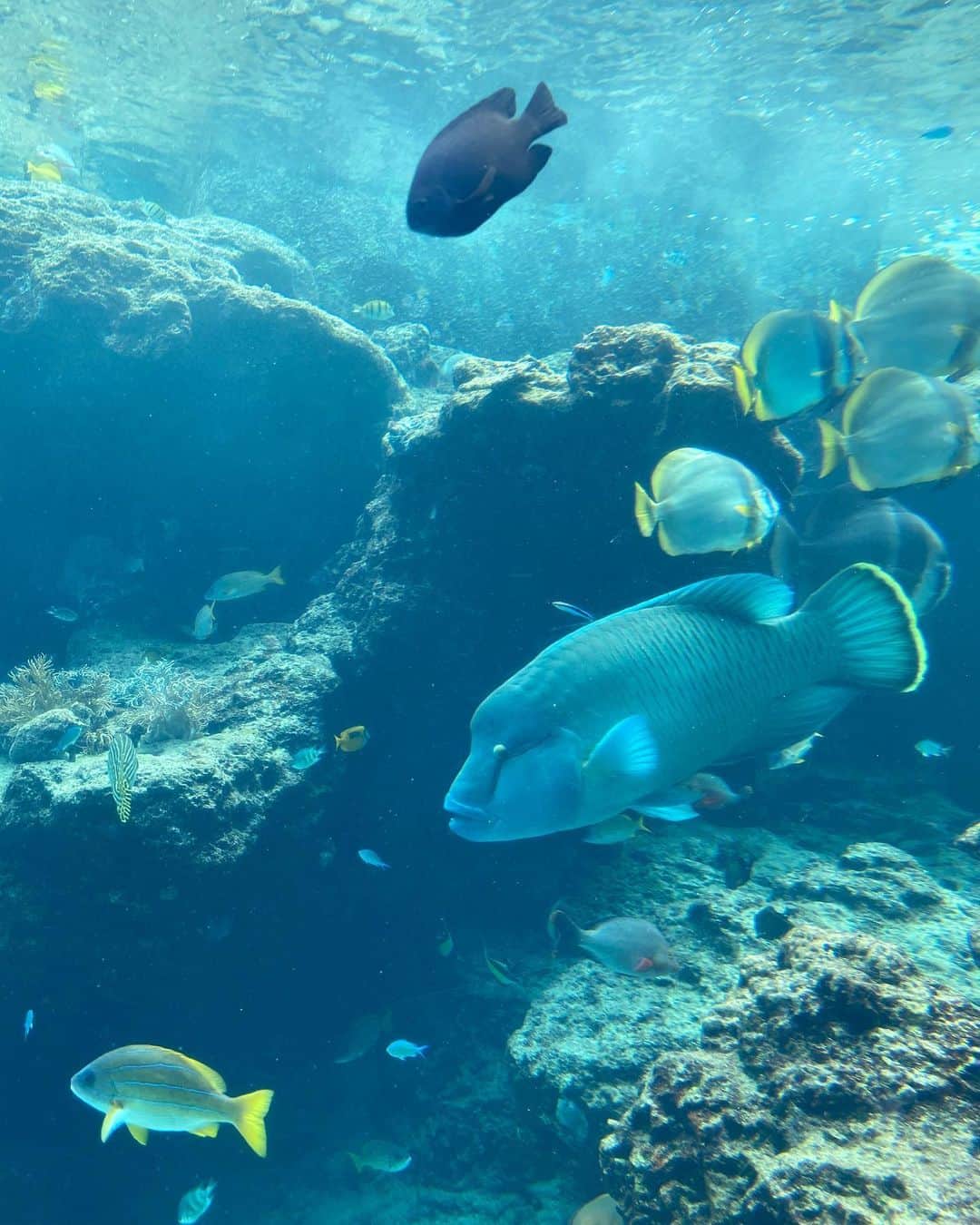 MICHIRUさんのインスタグラム写真 - (MICHIRUInstagram)「先日の沖縄🐠﻿ ９メートル近いジンベイザメやマンタが巨大水槽で悠々と泳ぐ姿に感動〜✨﻿ で、でかい👀　 その大きさと迫力にしばしその場所に立ち尽くし、まるで自分もその中にいるような感覚に。﻿ 思わず子供に帰ったようなワクワクな気持ちになった美ら海水族館🐡﻿ ﻿ 珍しい魚もいたりでずっと見ていても飽きないし、大人でも楽しめる癒しスポットでした。﻿ コロナの影響でイルカのショーとかは見れなかったけどその分館内は空いていたので短い時間だったけどかなりリフレッシュ🐟﻿ ﻿ 最後に海の環境問題についても写真が展示してあって改めてサンゴ礁の危険な状態やプラスチックごみのマクロプラスチックが海に大量に流入する海洋ごみの問題。﻿ 魚や海鳥、アザラシなどの海洋哺乳動物、ウミガメなどが傷つけられたり死んだりしています。﻿ 体内からそのゴミが出ている姿は痛々しく、プラスチックのゴミは手軽に使えるけど手軽に捨てられて、環境に還ることがない。﻿ 私たち一人一人が出来ることは何だろうと考えさせられるような展示物もありました。﻿ 美しい海を守るために、そして地球環境を考えることも水族館は教えてくれたように思います。﻿ とにかく、海に捨てられているゴミが酷すぎて。。 . 脱プラスチックや環境問題についてモデルのTAOちゃん @emeraldpractices  リリアンちゃん @_lillianono_ がわかりやすく発信しているのでチェックして欲しいです。﻿ マイバックでプラスチックを増やさない事からでも。 海に行ってゴミが落ちていたら拾う事でもいいから🙏  ﻿美しい海、地球を守ろう！ . 沖縄に来たら美ら海水族館へ是非✨✨✨>* ))))><﻿ ﻿ ﻿ #美ら海水族館　#沖縄﻿ #ジンベイザメ　#ナンヨウマンタ　#脱プラスチック#海を守ろう #okIrakuphoto #okinawa﻿ ﻿」7月11日 23時21分 - barbiemichiru