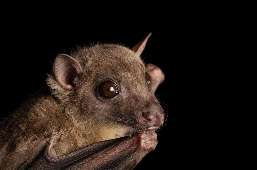 Joel Sartoreさんのインスタグラム写真 - (Joel SartoreInstagram)「At six inches long and weighing less than half a pound, the Egyptian fruit bat is quite small; but you wouldn’t know that by looking at their wingspan, which reaches nearly two feet! These bats create large colonies, often with more than 1,000 members, and are believed to be the most vocal of all bat species, emitting high-pitched squeals and clicks when searching for food. Photo taken @theomahazoo. #bat #fruitbat #Egyptian #vocal #nocturnal #PhotoArk #savetogether」7月11日 23時27分 - joelsartore