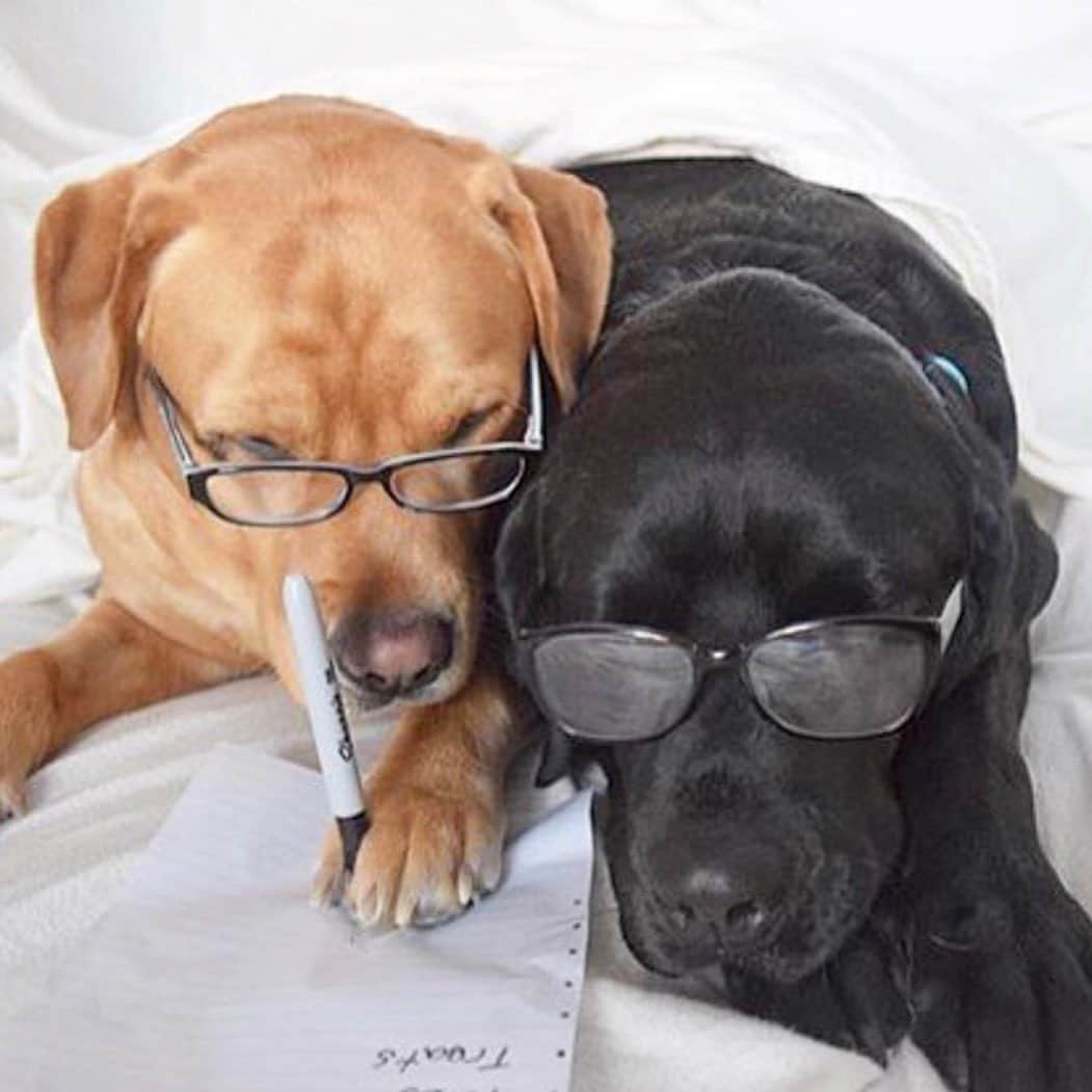 Jake And Gingerさんのインスタグラム写真 - (Jake And GingerInstagram)「Writing my Saturday “honey to Do” list for Jake 😂 #labible #labradorretrieverpuppies #labsofinstagram #lab #labradoodle #labrador #labradoodlesofinstagram #labsofinsta #talesofalab #tailsofalab #honeytodolist #honeytodolist✔️❤️🔨 #marriage #marriedlife」7月11日 23時40分 - jake_n_ginger