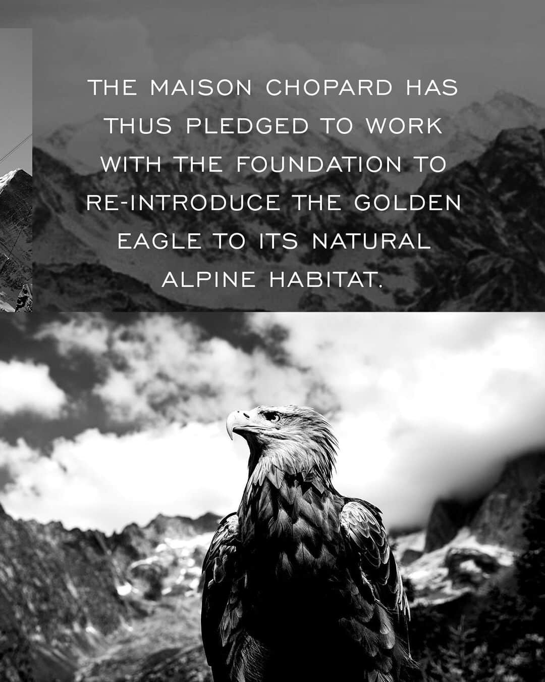 ショパールさんのインスタグラム写真 - (ショパールInstagram)「A shared mission is a stronger mission, which is why #Chopard has partnered with the Eagle Wings foundation to protect the most precious luxury of all, Nature and her own proper creations. Together, we pledge to inspire change by leading the way towards a more ecological way of life. #ChopardAlpineEagle @eaglewingsfoundation」7月11日 23時53分 - chopard