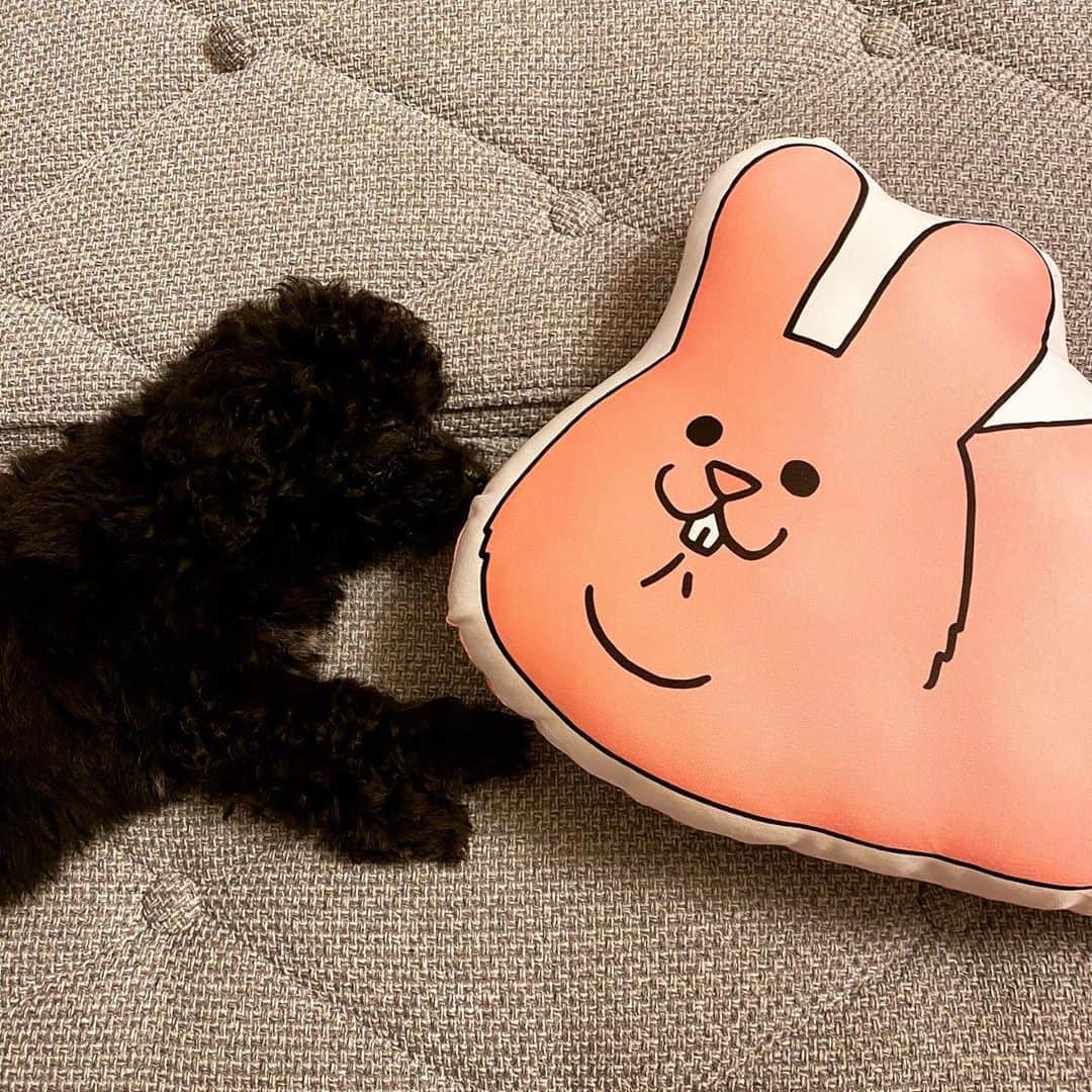 三浦祐太朗のインスタグラム：「子犬と人間の赤ちゃんは数字持ってるってばっちゃが言ってた。 . . . . #dog #dogbreed #dogstagram #犬 #犬のいる暮らし #犬好きな人と繋がりたい #犬のいる生活 #犬バカ部 #わんこ #dogs_of_instagram #🐶 #🐕 #dogs #instadog #いぬ #ワンコ #petstagram #doglover #doglovers #toypoodle #toypoodlelove #トイプードル #トイプードル部 #スキウサギ」