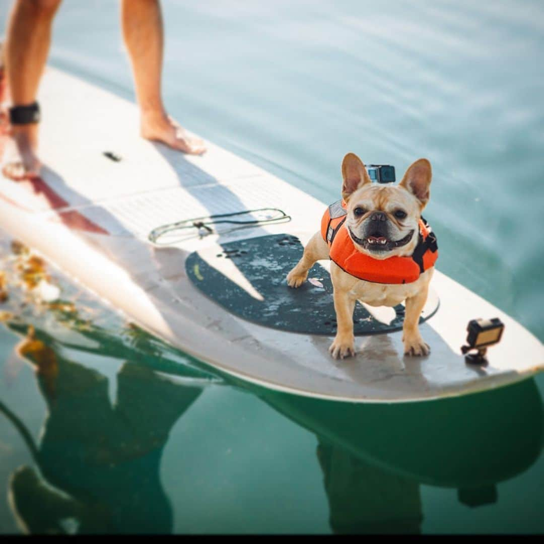 Hamlinのインスタグラム：「Working on a new side biz called Uber Waves, where I deliver meals to hungry people via a surfboard. Coming soon to LA, San Diego and Oklahoma. If your meal isn’t half consumed and partially waterlogged then you didn’t order it through Uber Waves! .......... #surf #ocean #pacificocean」