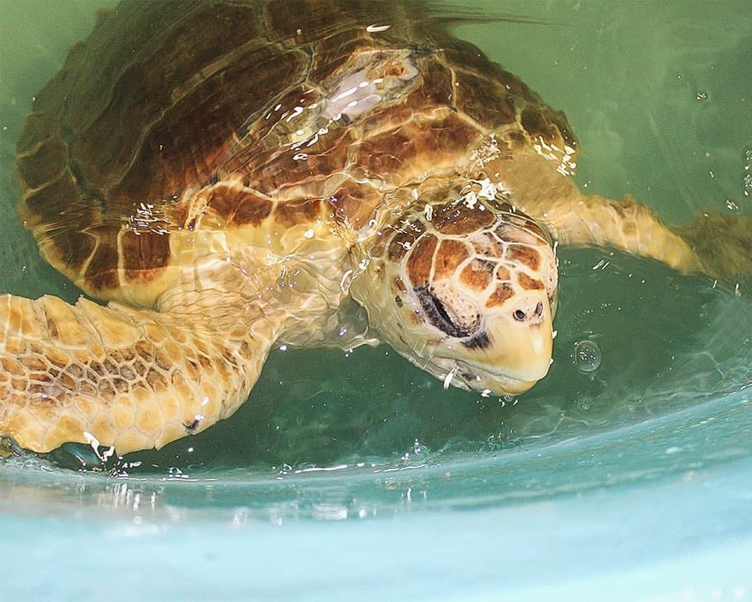 CANON USAさんのインスタグラム写真 - (CANON USAInstagram)「Surprise! #TeamCanon is releasing another rescued sea turtle this year with @nymarinerescuecenter & we need your help naming him/her. 🐢💚 COMMENT your name ideas below & we might pick a few to feature for voting!👇  Camera: #Canon EOS Rebel T5i 📷Credit: @nymarinerescuecenter」7月12日 0時11分 - canonusa