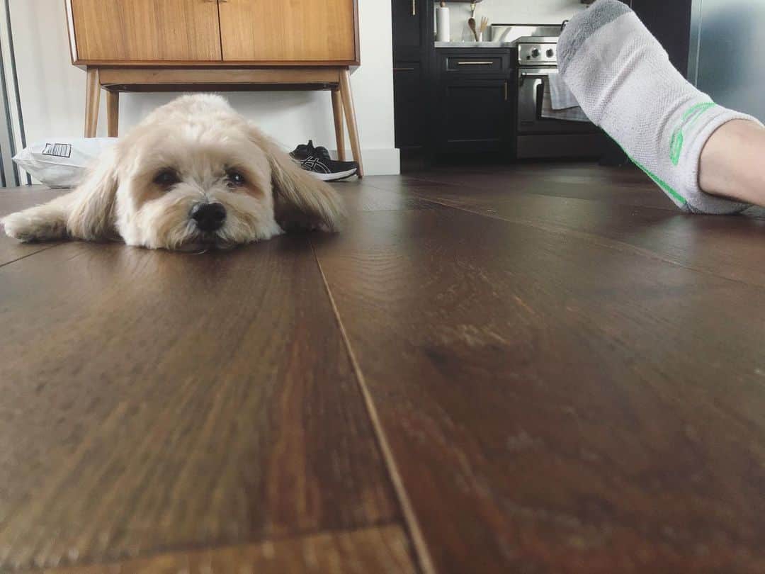 ケヴィン・サスマンのインスタグラム：「Ethel is so over this pandemic.」