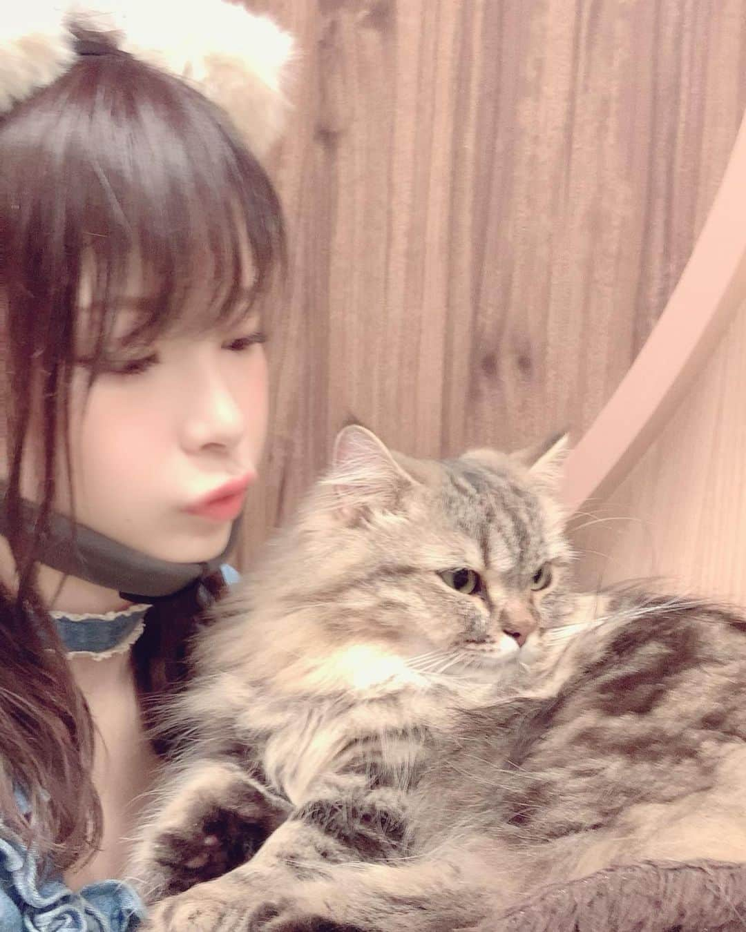 春野ゆこのインスタグラム：「先日の一日店長ありがとうございました💖 #僕と猫 #猫カフェ #可愛い #猫 #カフェ #一日店長 #コスプレイヤー #自撮り #猫耳 #もふもふ #メイド #メイド服 #イベント #癒し #ツーショット #photo #cosplay #グラビアアイドル #こっち向いて #懐いてくれない」