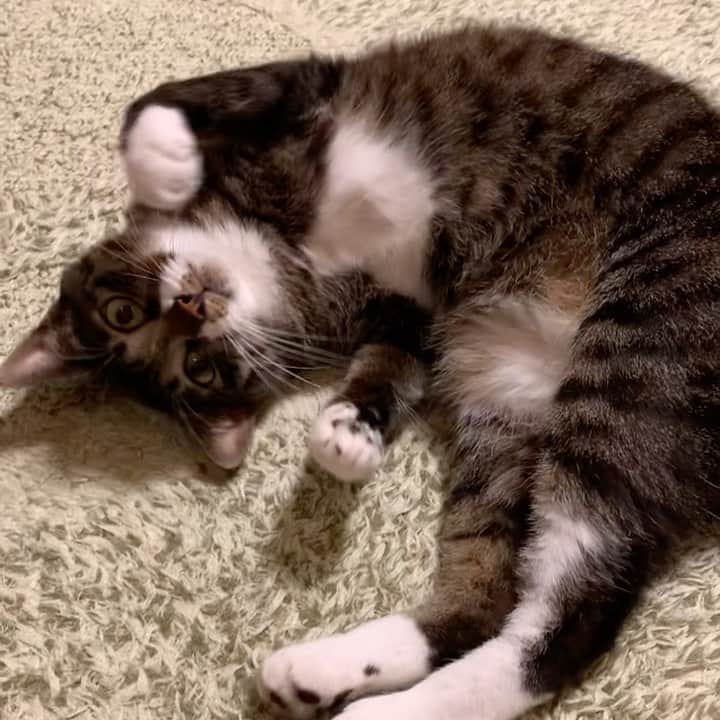 takegaeruのインスタグラム：「こてんちゃん🌀 おやすみにゃさいて #goodnight #猫 #cat #よもねこ #よもぎねこ #キジトラ #きじとら」