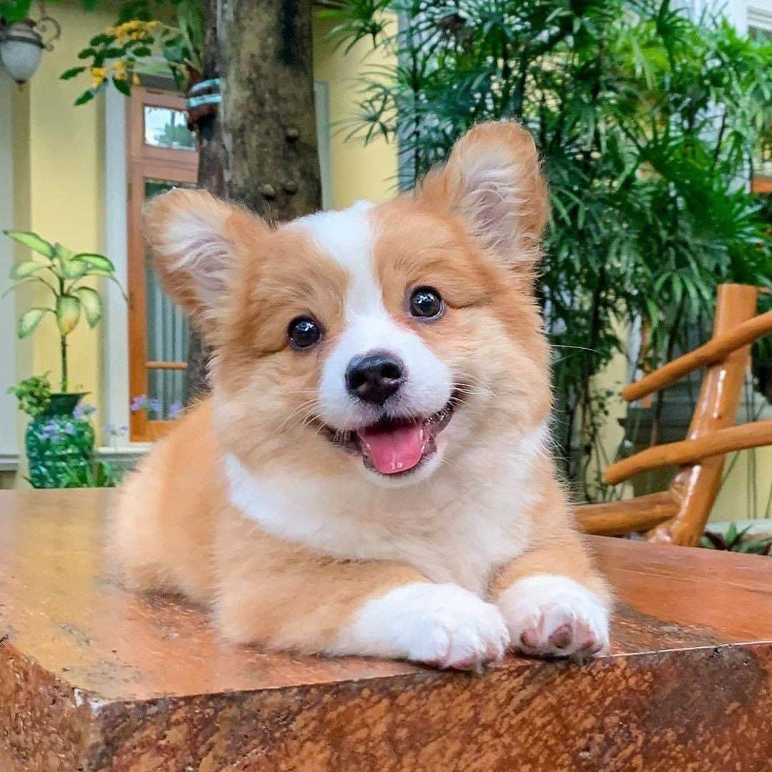 8crapさんのインスタグラム写真 - (8crapInstagram)「Which mood are you right now? - Want to get featured like him? Join “The Barked Club” on FACEBOOK and post something now! 👉 barked.com - 📷 @cooperandbaby_corgi - #TheBarkedClub #barked #dog #doggo #puppy #pupper #Corgi #CorgiPuppy」7月12日 1時08分 - barked