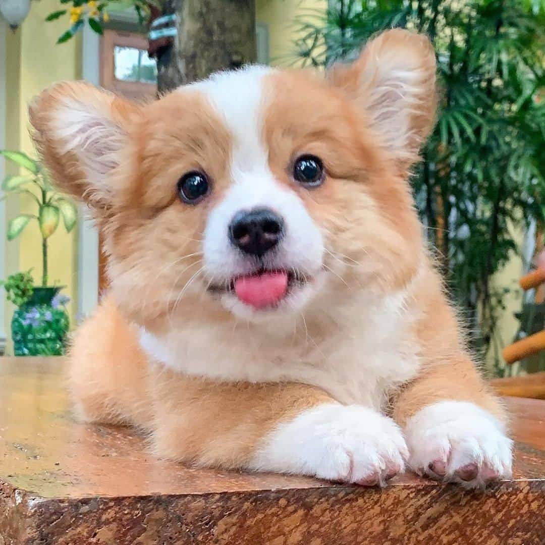 8crapさんのインスタグラム写真 - (8crapInstagram)「Which mood are you right now? - Want to get featured like him? Join “The Barked Club” on FACEBOOK and post something now! 👉 barked.com - 📷 @cooperandbaby_corgi - #TheBarkedClub #barked #dog #doggo #puppy #pupper #Corgi #CorgiPuppy」7月12日 1時08分 - barked