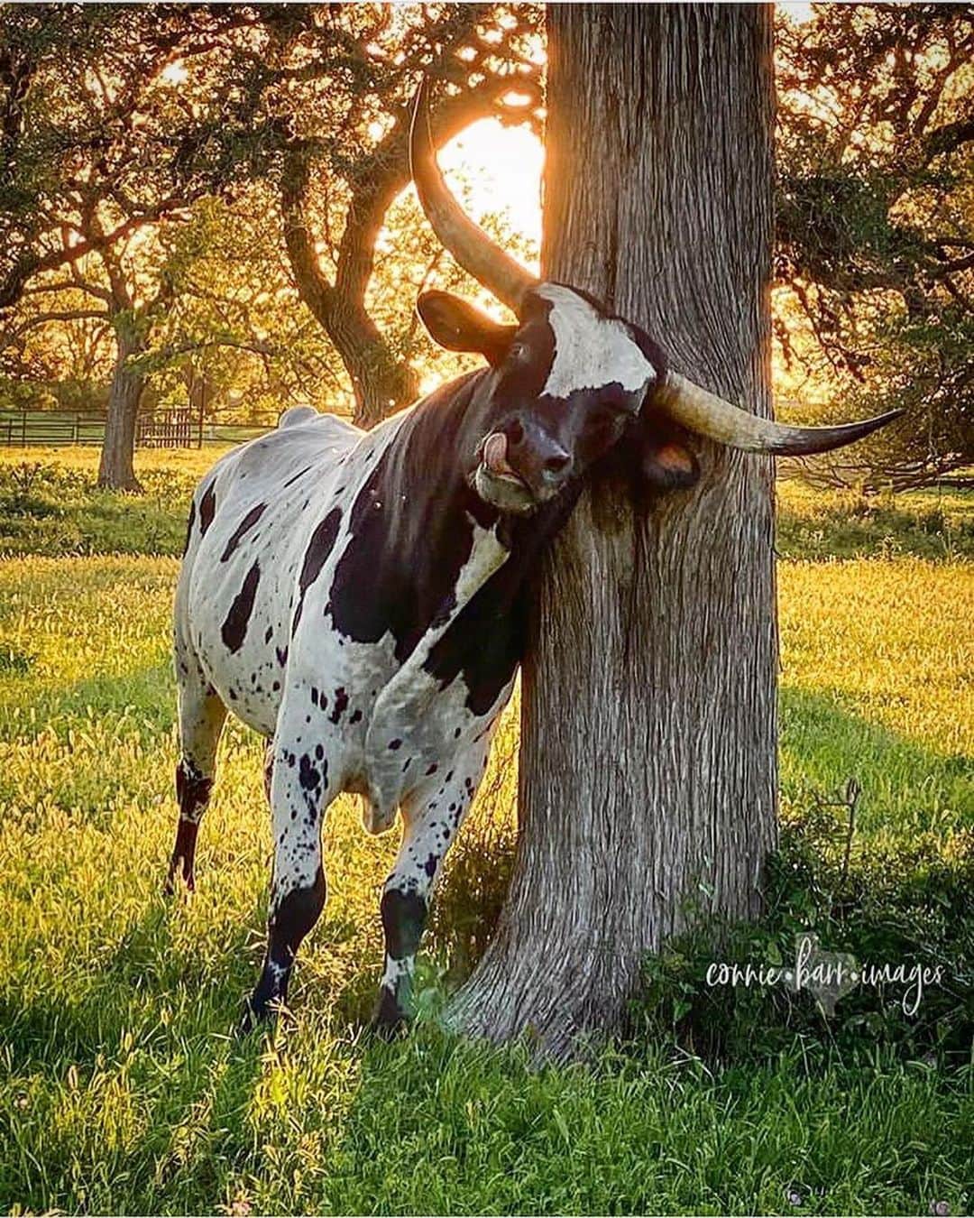 sevimli_hayvanlar34さんのインスタグラム写真 - (sevimli_hayvanlar34Instagram)「😍 #Repost @instagramtexas ・・・ Morning y’all... this morning’s feature comes from @texas_pixels with a great Texas style portrait. Tag your photos #igtexas to be featured here and enjoy the rest of the weekend. Brought to you by your host @roamingcamera #texas #longhorn」7月12日 1時31分 - rodeubanks