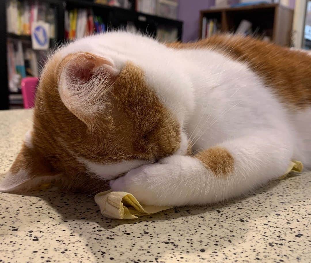 Kachimo Yoshimatsuさんのインスタグラム写真 - (Kachimo YoshimatsuInstagram)「寝てる。Sleeping #うちの猫ら #oinari #猫 #ねこ #cat #ネコ #catstagram #ネコ部 http://kachimo.exblog.jp」7月12日 1時46分 - kachimo